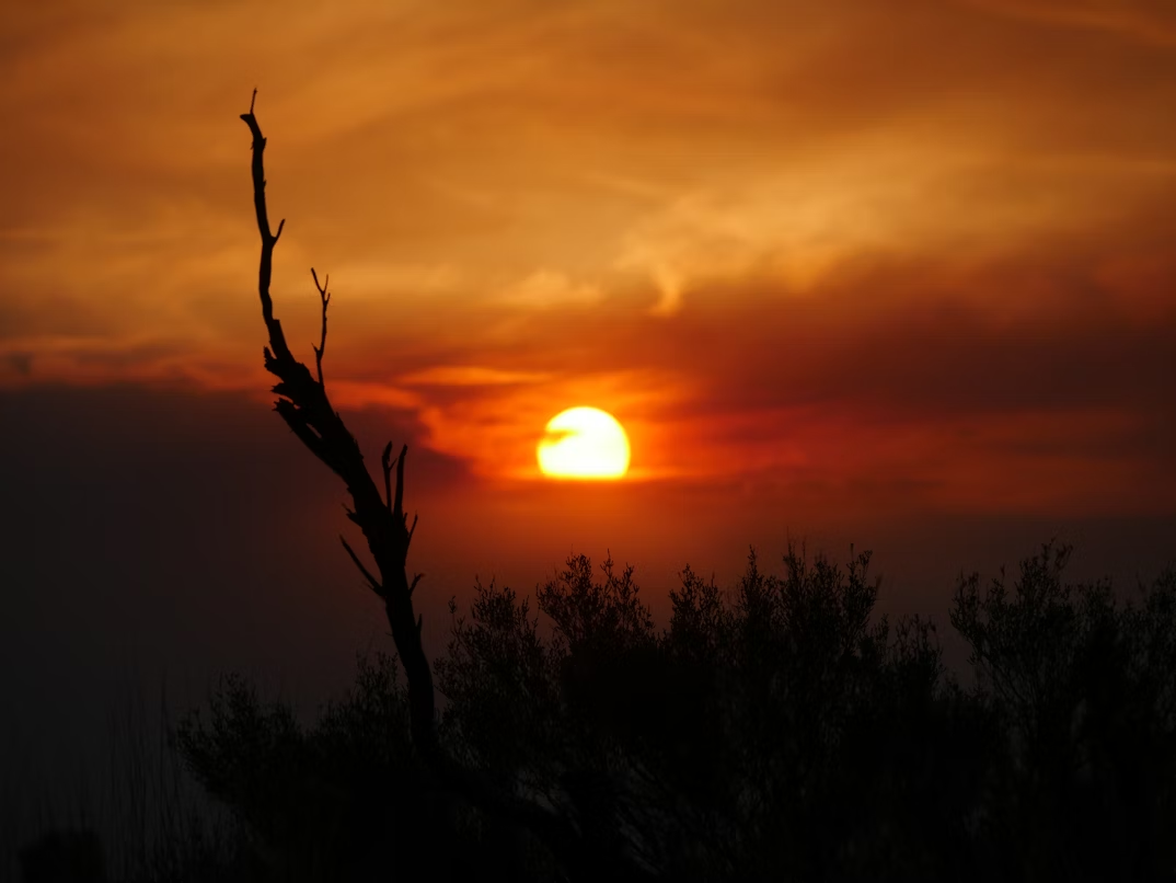 Desert Sunrise Tea - Native Aussie Goodness | Blak Brews - Australian ...